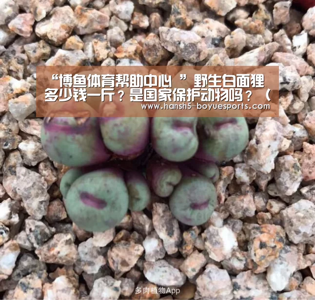博鱼体育帮助中心 